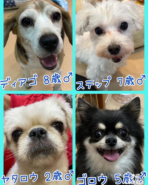 🐾今日の里親様募集中ワンコ🐶メンバーです🐾2022,9,27【保護犬カフェ天神橋店】